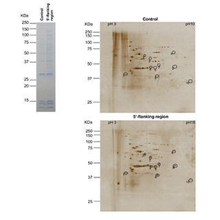 RNA Pulldown、DNA Pull-down實驗代做